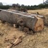 PC-4-W Panther 13'[4.0m] Comprehensive First Cut Track System for Logs up to 3.5m 28"[70cm] WIDE VERSION - Image 2
